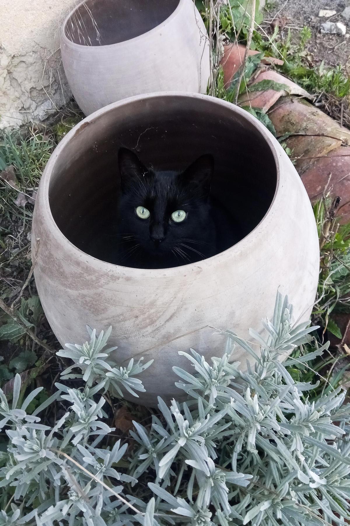 Chat noir dans le pot