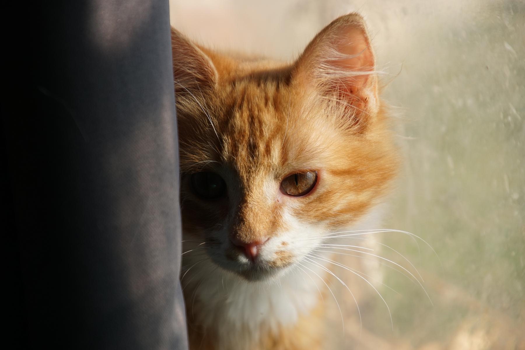 Chat roux curieux