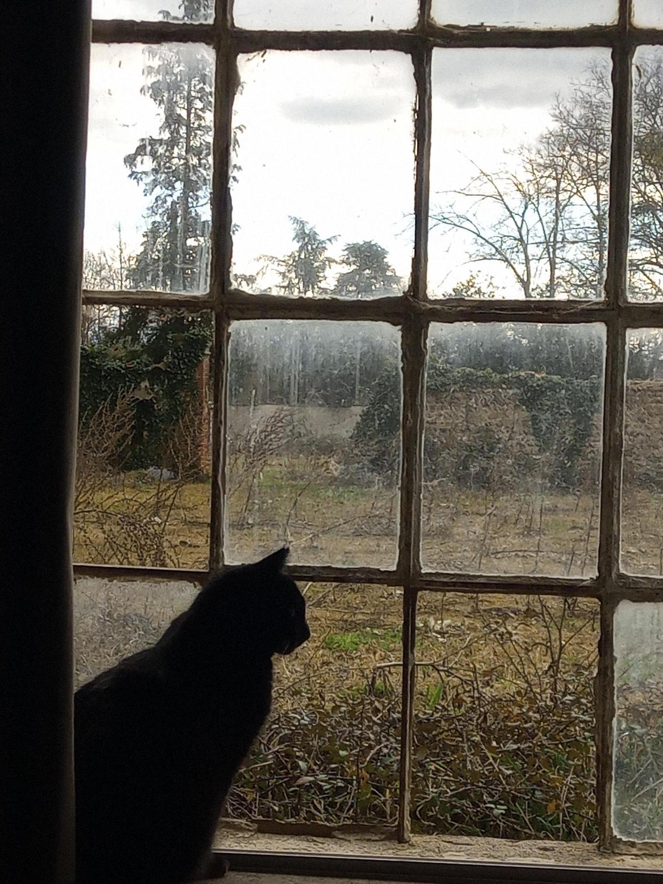 Chat noir à la fenêtre