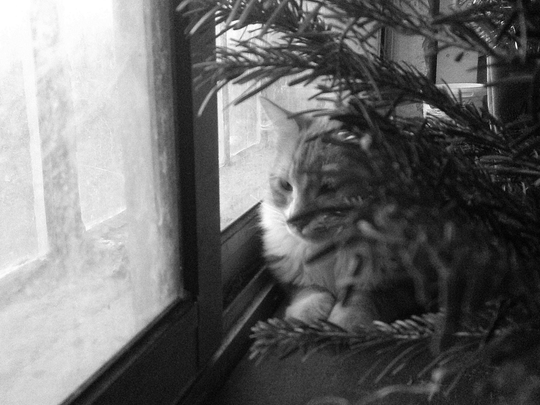 Chat roux épie