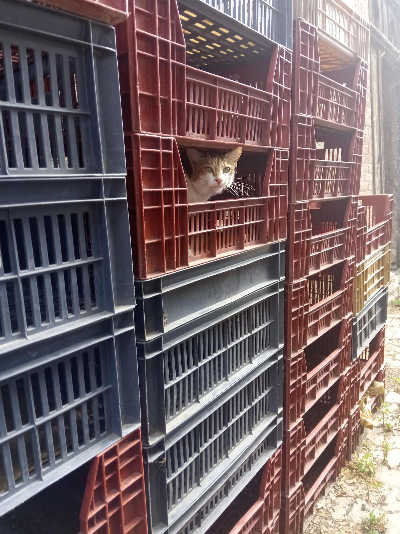 Chat dans les caisses