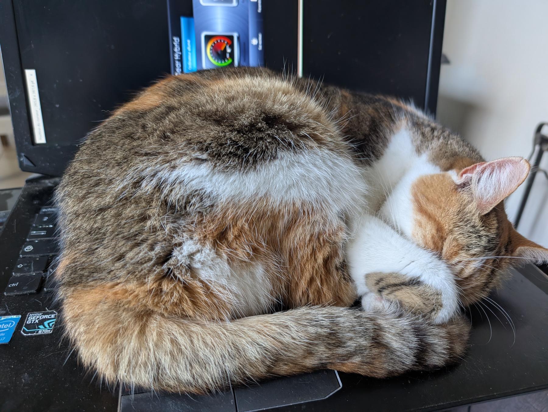 Chat sur ordi
