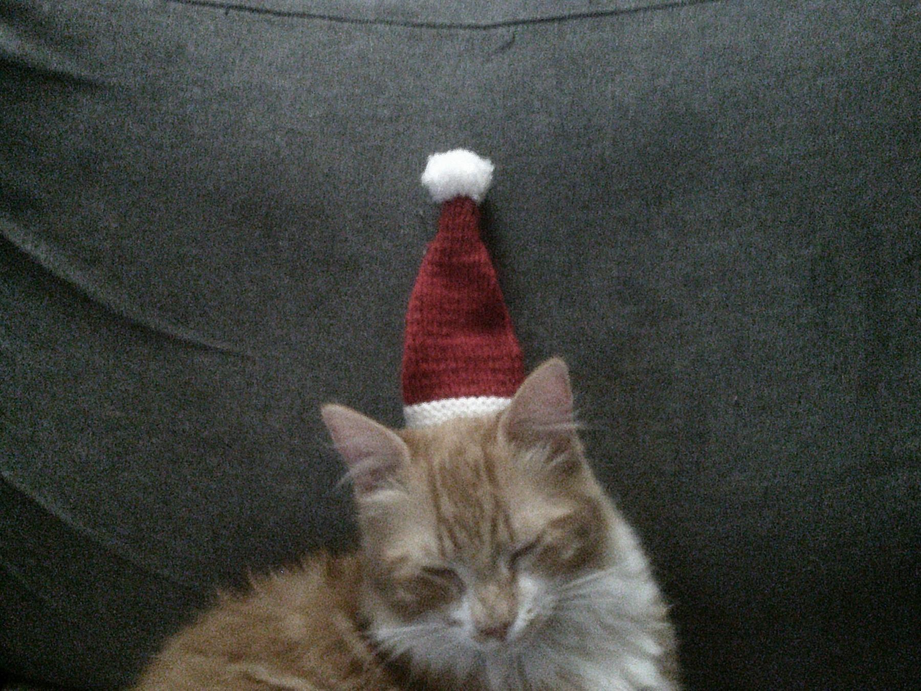 Chat Père Noël