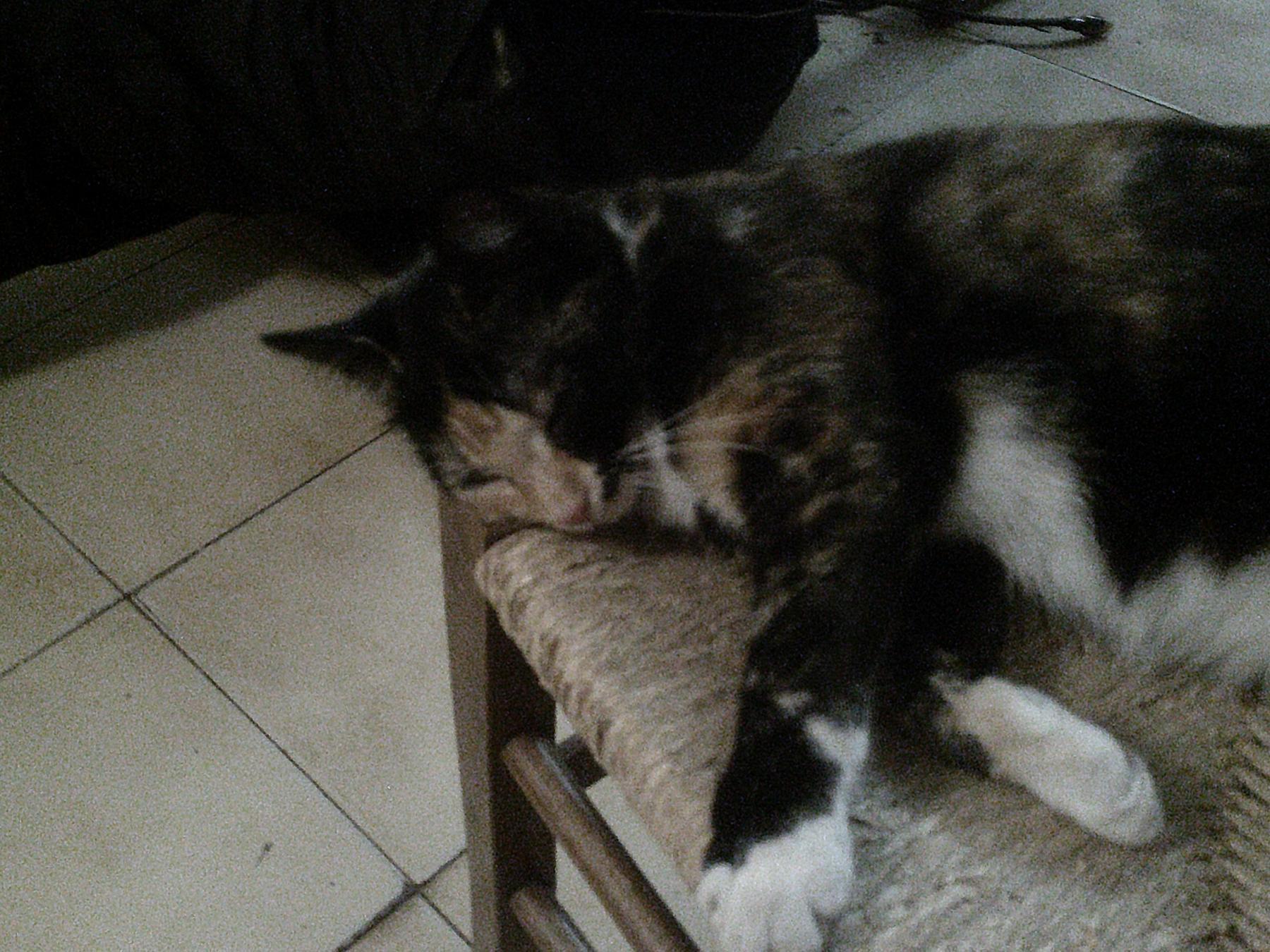 Deux chats canapé