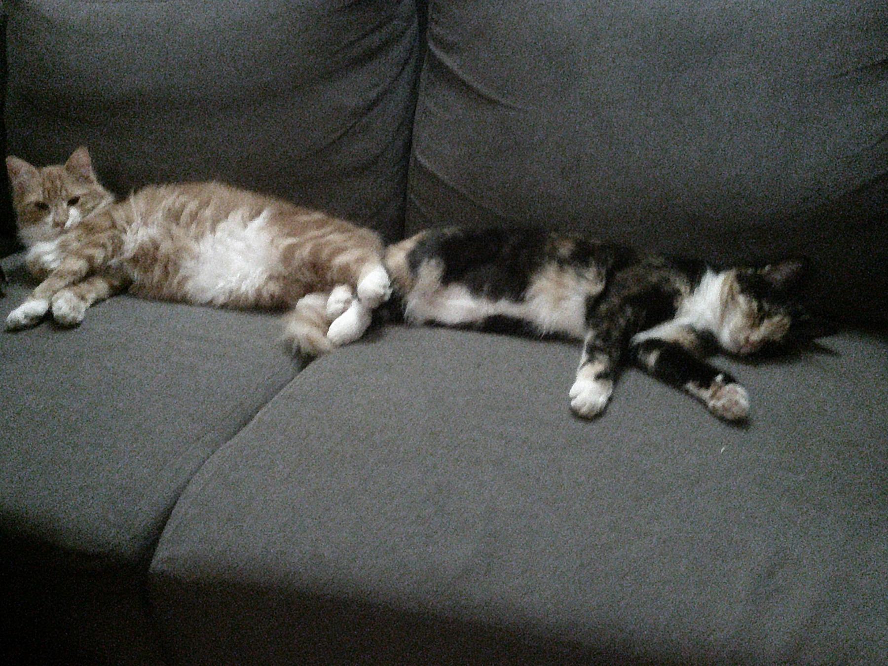 Chat dans le pot lavande