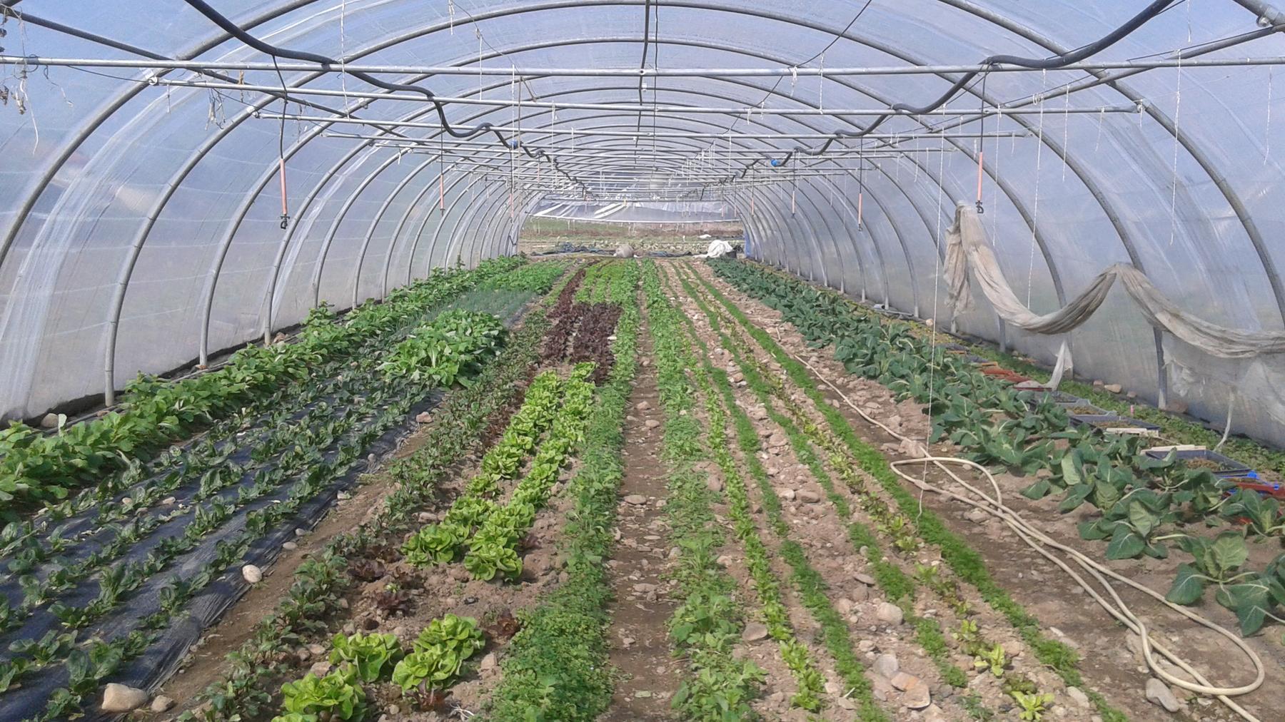 Serre maraîchage