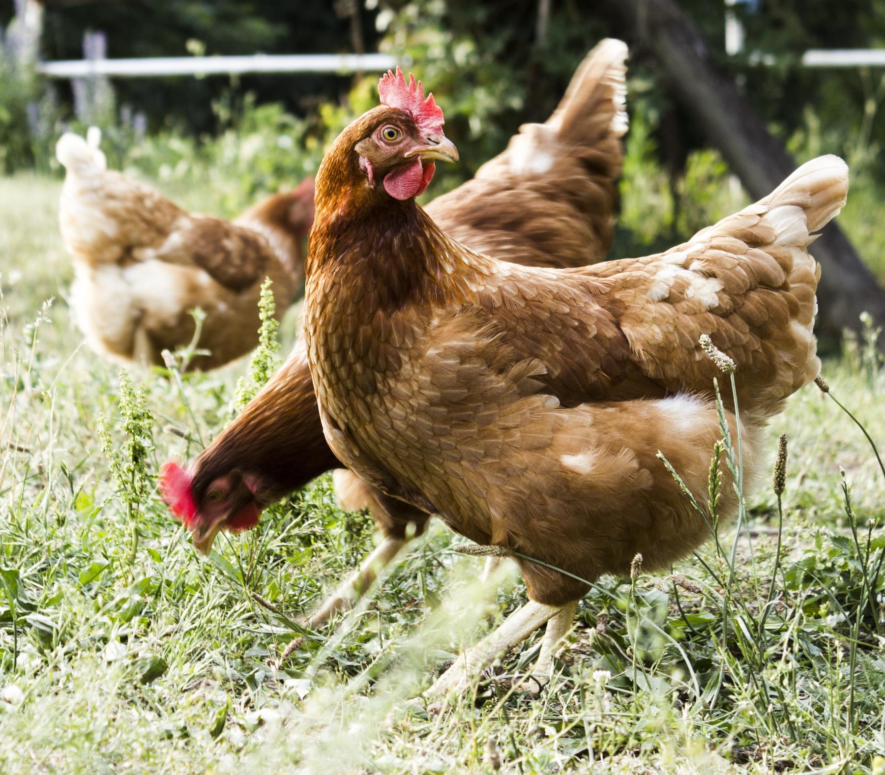 Poules en liberté