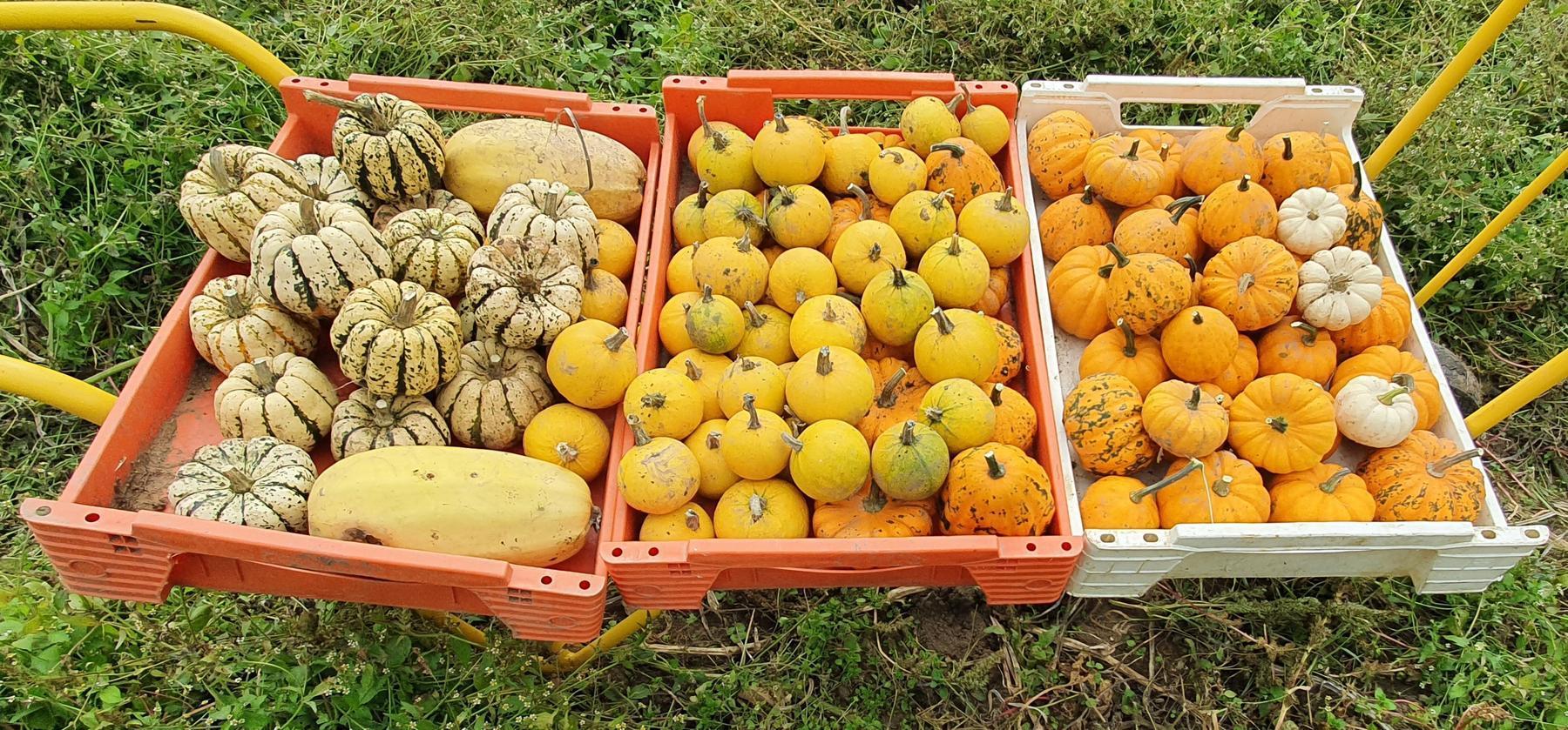 Tomates variétés