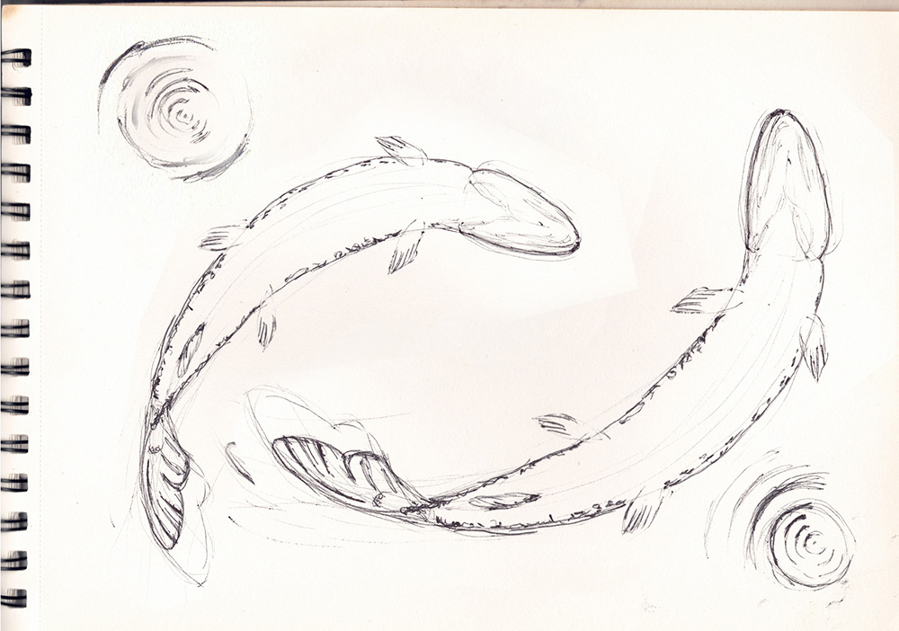 Croquis brochet