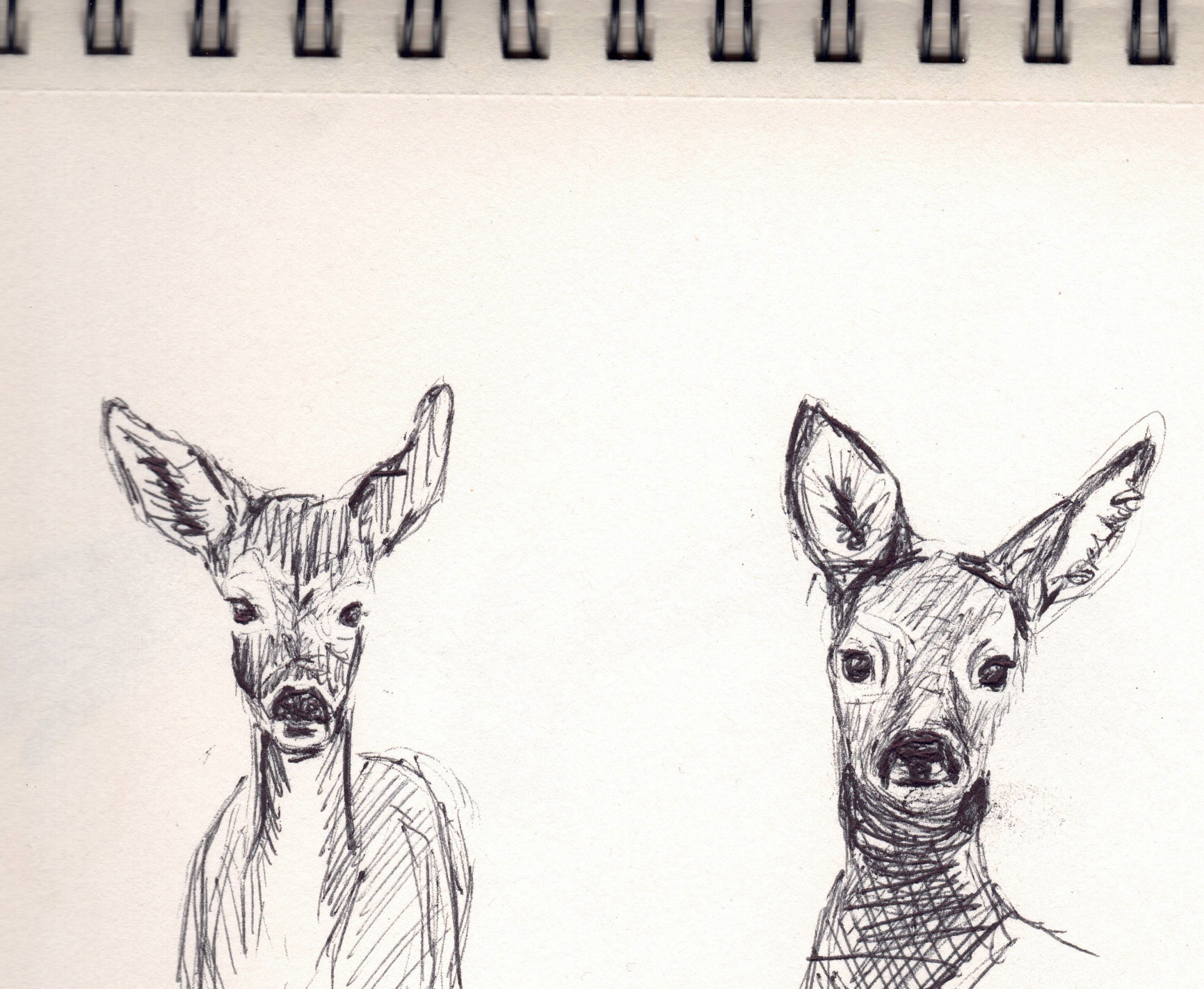 Croquis chevreuil jeune
