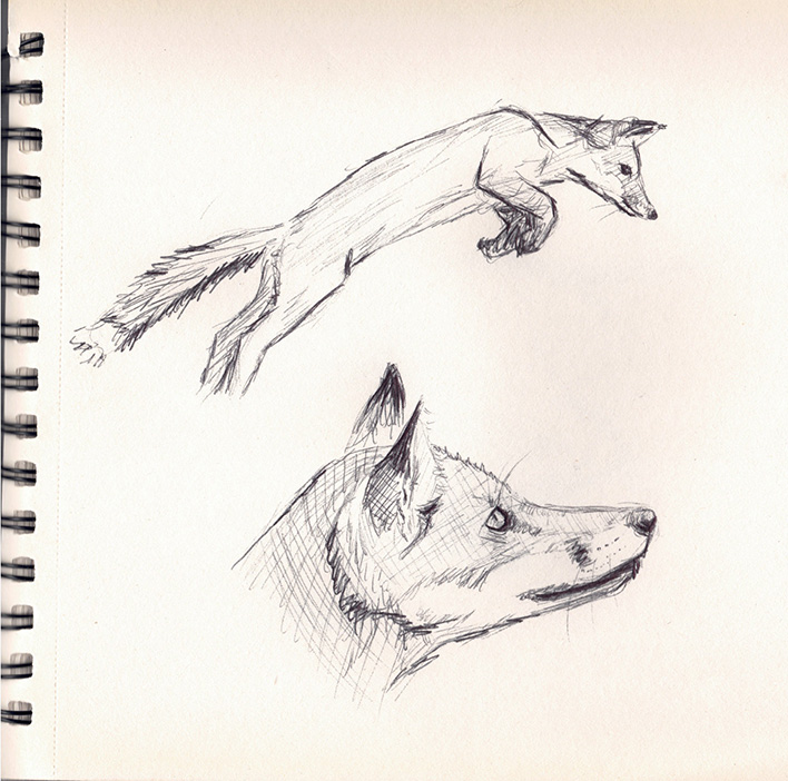 Croquis renard 2