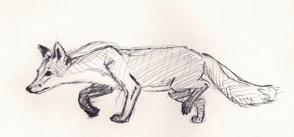 Croquis renard